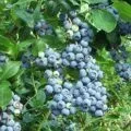 Як виростити евкаліпт з насіння в саду - посадка і догляд (догляд) Як виростити евкаліпт з насіння в саду - посадка і догляд