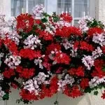 Як виростити кукурудзу з насіння