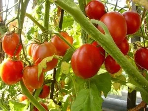 Як виростити розсаду томатів способи для новачків і професіоналів (виростити) Як виростити розсаду томатів способи для новачків і професіоналів