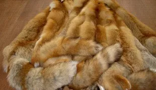 Як виробити шкуру лисиці