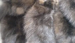 Як виробити шкуру лисиці