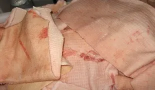 Як виробити шкуру лисиці