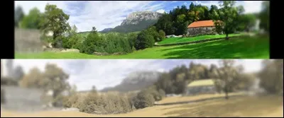 Як бачать кішки