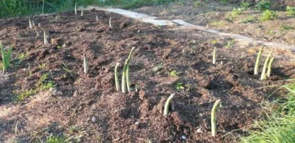Як виростити спаржу на дачі (дачі) Як виростити спаржу на дачі