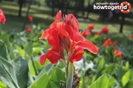 Як виростити канни на садовій ділянці (як виростити канни) Як виростити канни на садовій ділянці