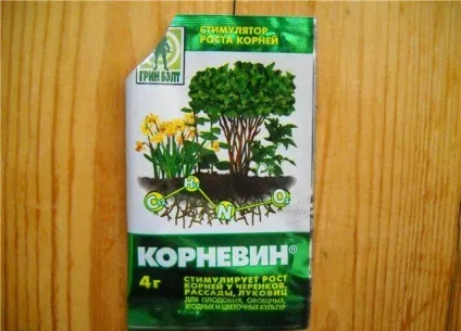 Як виростити троянду з живої квітки (виростити) Як виростити троянду з живої квітки