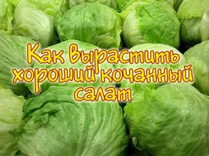 Як виростити хороший качанний салат - блог про вирощування врожаю на дачі (салат) Як виростити хороший качанний салат - блог про вирощування врожаю на дачі