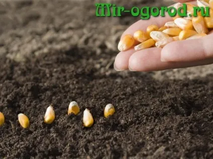 Як виростити кукурудзу з насіння