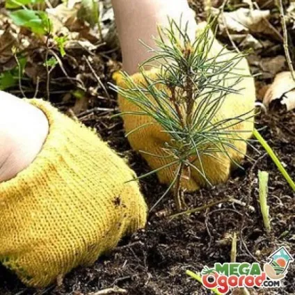 Як виростити сосну з гілки підготовка і вкорінення (сосну) Як виростити сосну з гілки підготовка і вкорінення