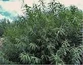 Як за 2 роки виростити живопліт з верби