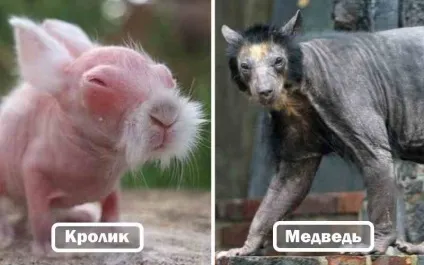Як зароджується людське життя - всезнаючий