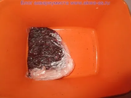 Як заморозити мотиль, блог акваріума