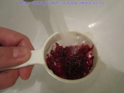 Як заморозити мотиль, блог акваріума