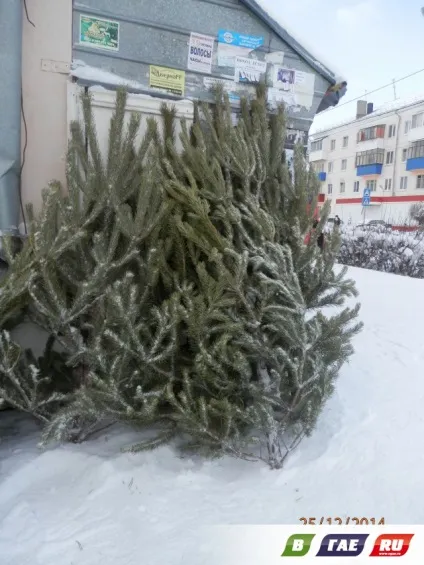 Як я ялинки продавав