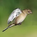 картинки зяблик