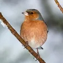 картинки зяблик