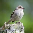 картинки зяблик