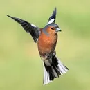 картинки зяблик