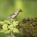 картинки зяблик