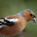 картинки зяблик