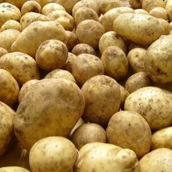 Картопляна пульпа і картопляний білок - побічні продукти при виробництві картопляного крохмалю (годування ВРХ на відгодівлі) Картопляна пульпа і картопляний білок - побічні продукти при виробництві картопляного крохмалю