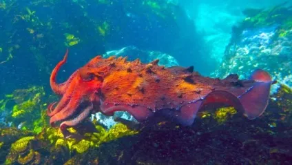Каракатиця - морський хамелеон з класу головоногих молюсків (головоногих) Каракатиця - морський хамелеон з класу головоногих молюсків