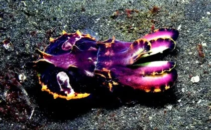 Каракатиця - морський хамелеон з класу головоногих молюсків (морський) Каракатиця - морський хамелеон з класу головоногих молюсків