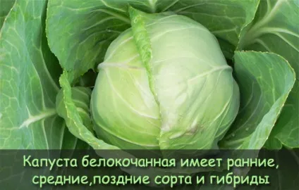 Капуста білокачанна - калорійність, корисні властивості, користь і шкода, опис