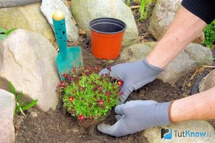 Камнеломка посадка і догляд, вирощування квітки (ломикамінь) Камнеломка посадка і догляд, вирощування квітки