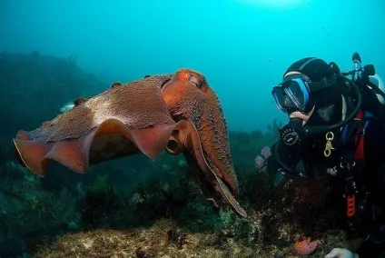 Каракатиця - морський хамелеон з класу головоногих молюсків (морський) Каракатиця - морський хамелеон з класу головоногих молюсків