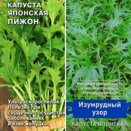 Капуста японська Мізунь - сорти та вирощування, день дачника (Мізунь) Капуста японська Мізунь - сорти та вирощування, день дачника