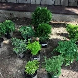 Жива огорожа швидкозростаюча багаторічна вічнозелена з чого краще зробити, які чагарники і (чого) Жива огорожа швидкозростаюча багаторічна вічнозелена з чого краще зробити, які чагарники і