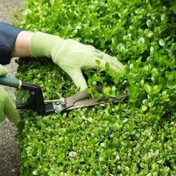 Жива огорожа швидкозростаюча багаторічна вічнозелена з чого краще зробити, які чагарники і (жива) Жива огорожа швидкозростаюча багаторічна вічнозелена з чого краще зробити, які чагарники і