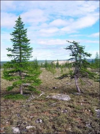 живі дерева