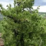 Кедр опис, види, застосування, цікаві факти (фото)