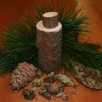 Кедр опис, види, застосування, цікаві факти (фото)