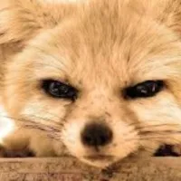 Кесарів розтин і його вплив на дитину, кесарів розтин вплив на дитину (перетин вплив дитини) Кесарів розтин і його вплив на дитину, кесарів розтин вплив на дитину