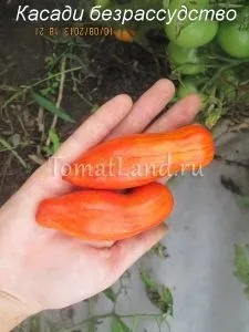 кистьові томати