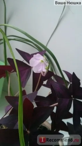 Кислиця трикутна (oxalis triangularis) - «квітка - доброго ранку