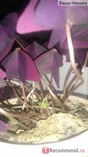 Кислиця трикутна (oxalis triangularis) - «квітка - доброго ранку