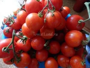 кистьові томати