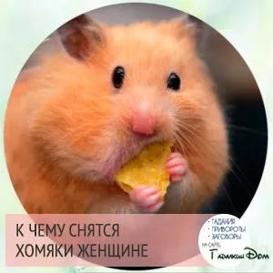 До чого сняться хом'яки вагітним (чого) До чого сняться хом'яки вагітним
