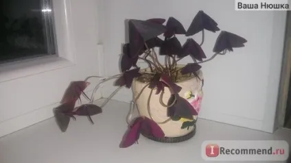Кислиця трикутна (oxalis triangularis) - «квітка - доброго ранку