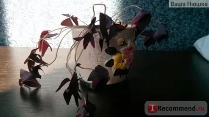 Кислиця трикутна (oxalis triangularis) - «квітка - доброго ранку
