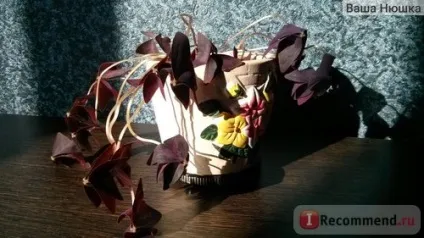 Кислиця трикутна (oxalis triangularis) - «квітка - доброго ранку