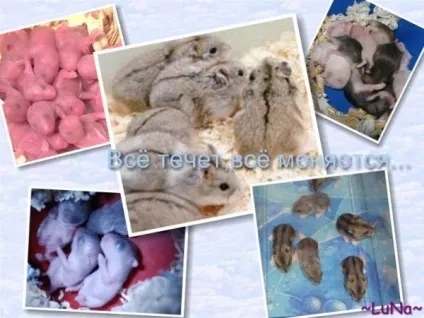 До чого сняться хом'яки вагітним (чого) До чого сняться хом'яки вагітним