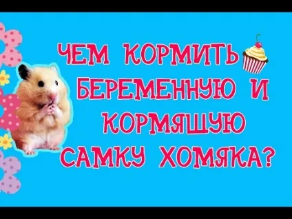 До чого сняться хом'яки вагітним (чого сняться кошенята) До чого сняться хом'яки вагітним