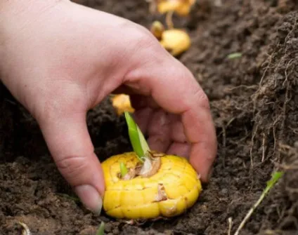 До чого сниться садити квіти (садити) До чого сниться садити квіти