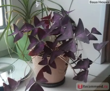 Кислиця трикутна (oxalis triangularis) - «квітка - доброго ранку