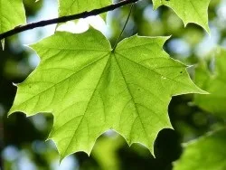 Кленовий сік коли збирати і як заготовлювати (кленовий) Кленовий сік коли збирати і як заготовлювати